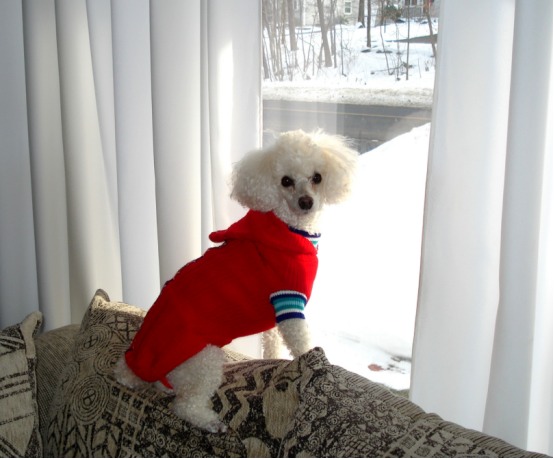 狗狗嫌主人烦的表现