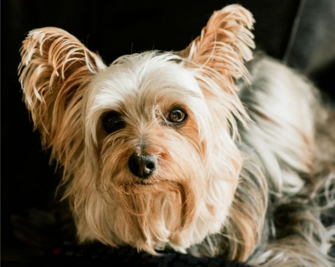 狗狗会嫌主人烦吗？这些表现说明它已经忍无可忍了