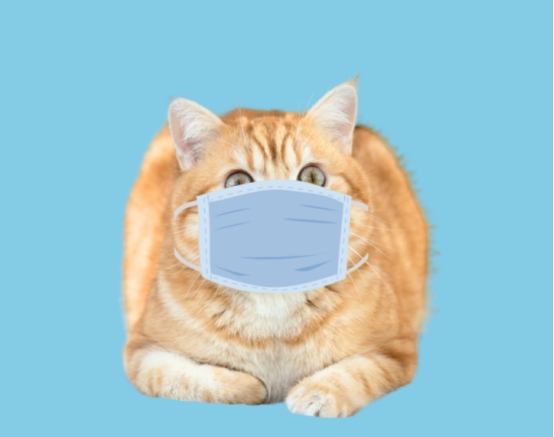 猫咪最讨厌的几种气味