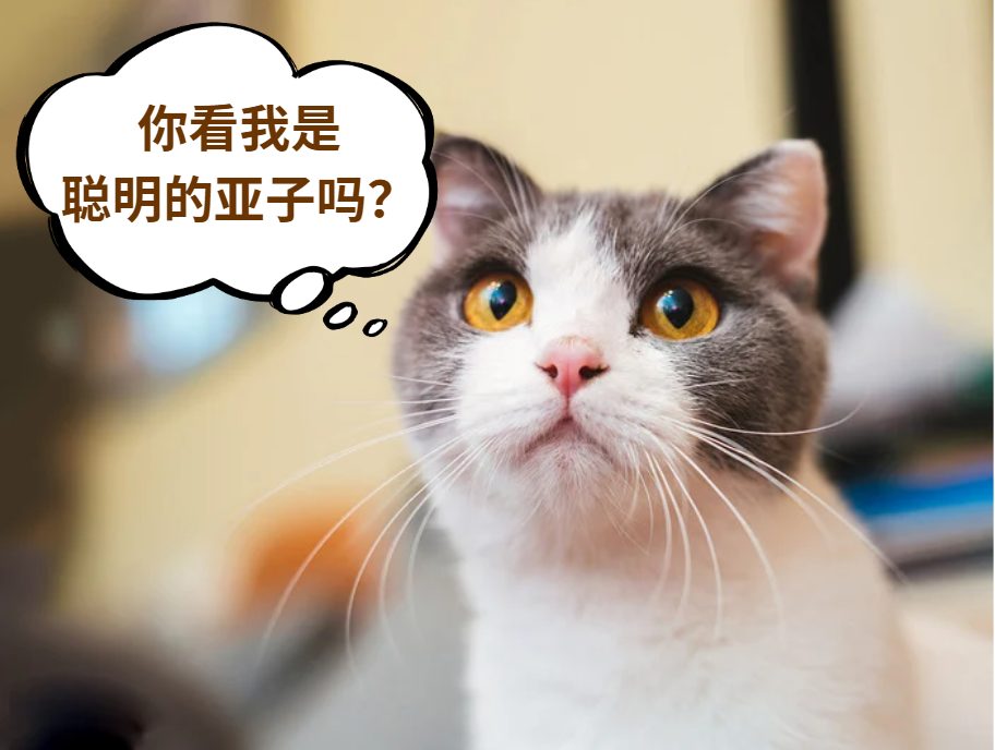 怎么看你家猫聪不聪明？