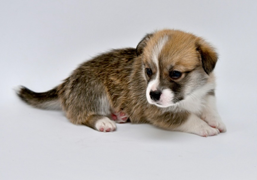 小奶狗刚到家就软便拉稀？别慌，真相和处理方法在这里！