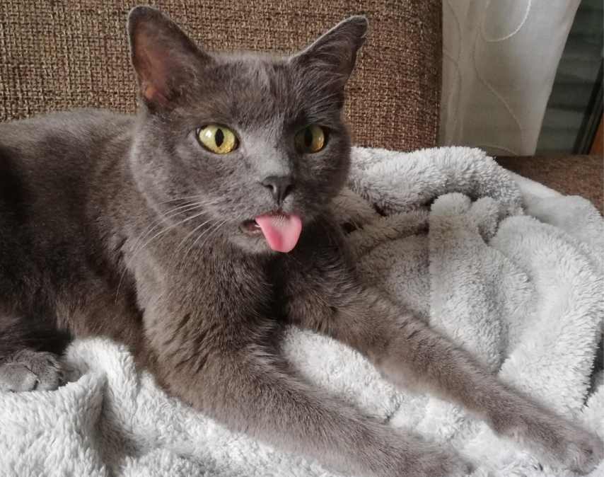 怎么阻止猫咪在床上尿尿？