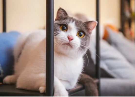 猫咪和主人越来越像