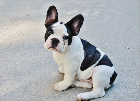 狗狗老年病的早期信号