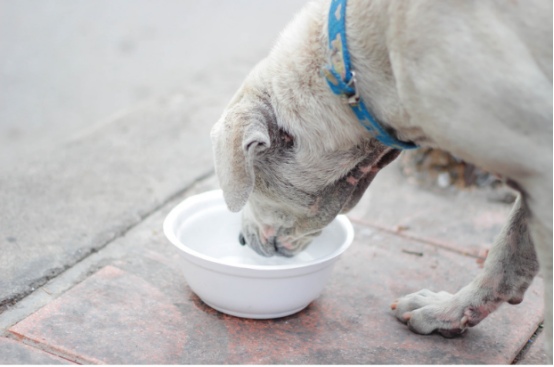 老年犬常见疾病