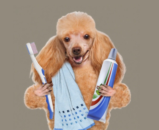 狗狗刷牙可以用人类牙膏吗？