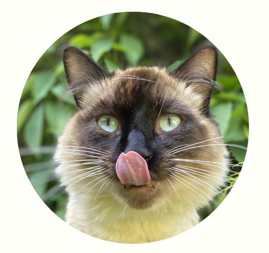 怎么通过耳朵判断猫咪的心情？