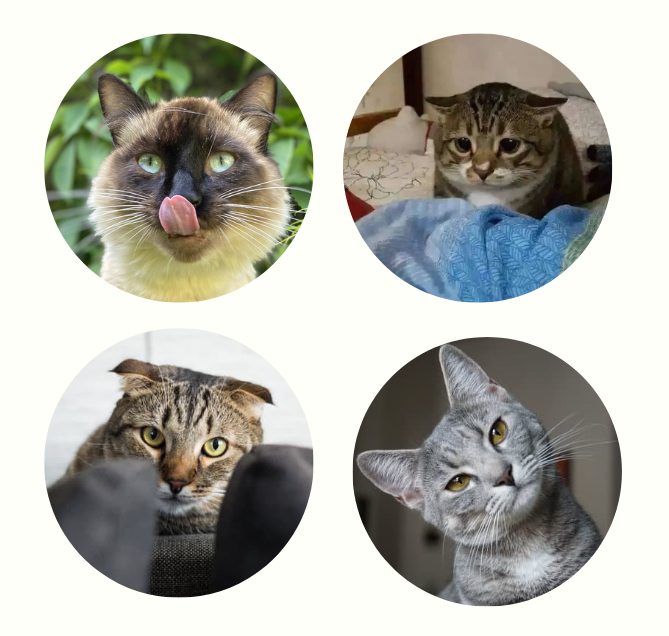 怎么通过耳朵判断猫咪的心情？