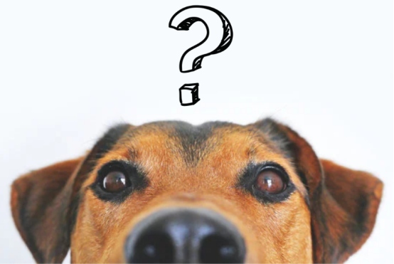 狗狗体味特别大是怎么回事？