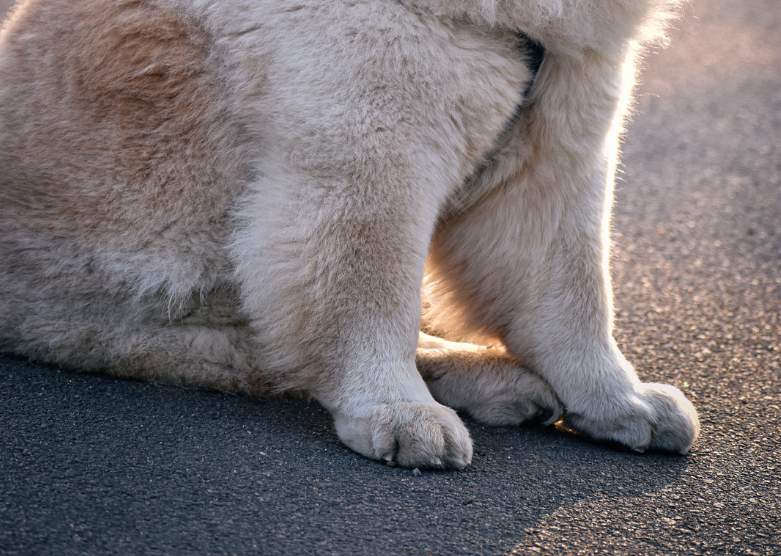 狗狗脚垫被地面烫伤了怎么办？