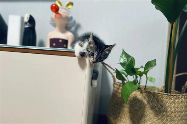 猫咪散养的优缺点