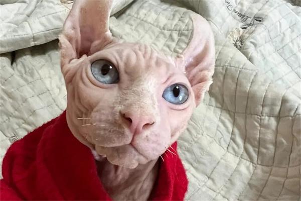 猫咪老年痴呆的症状有哪些？