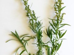 艾蒿煮鸡蛋真的有益吗？一文说清功效与禁忌