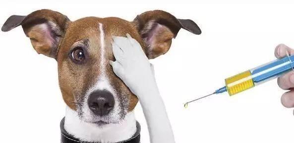 狗狗打疫苗，保护它的健康（了解狗狗常见的疫苗种类和接种时机）