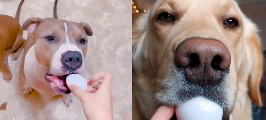 鸡蛋引发的狗狗过敏症状（了解狗狗对鸡蛋过敏的主要症状及应对方法）