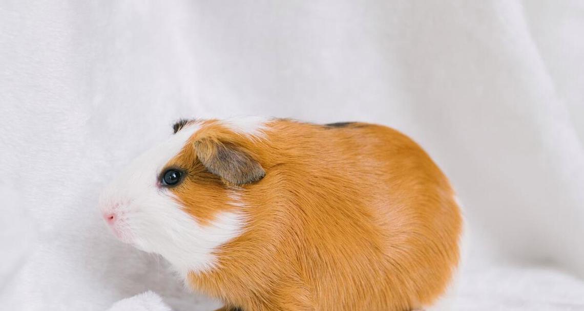 与人亲近的宠物动物，选择上有讲究（宠物动物如何选择？咬人是不能容忍的！）