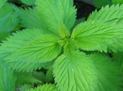 中医如何综合调治荨麻疹？从内到外讲清楚