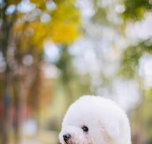 探秘那些爆毛可爱的狗狗（了解爆毛狗狗的魅力与特点）