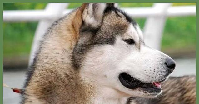 成年哈士奇的理想狗粮选择（为你的哈士奇提供均衡营养的狗粮推荐）