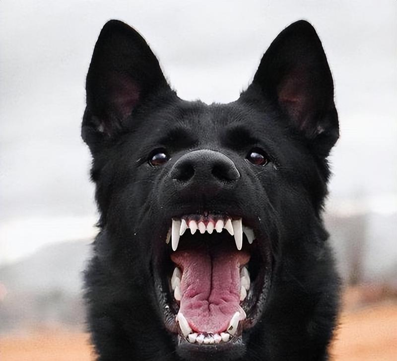 黑狗白胸的品种特点及饲养知识（探秘黑狗白胸）