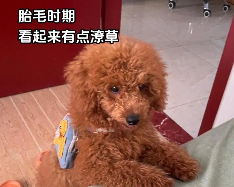 为什么要给小狗剪胎毛？（小狗剪胎毛的好处和注意事项）