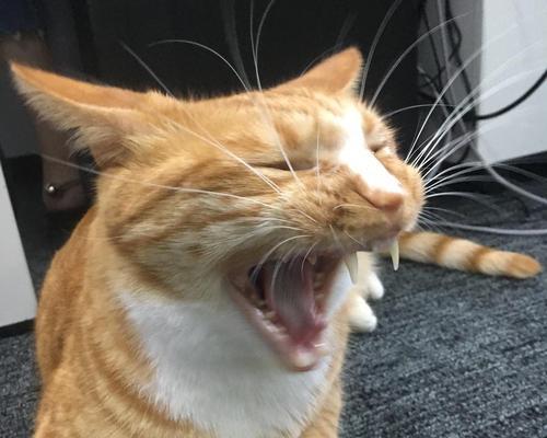猫咪断胡须的危害与注意事项（保护猫咪须须，守护它们的健康与幸福）