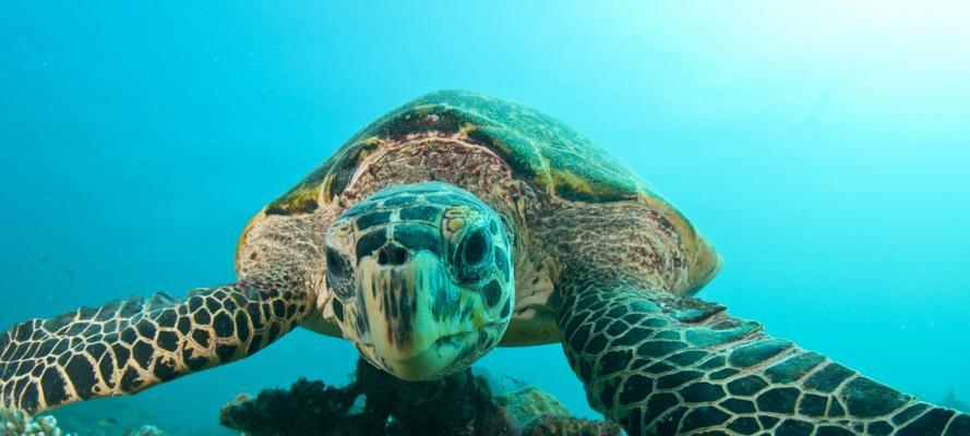 大海龟的饮食习性（探究大海龟的食物来源和饮食习惯）