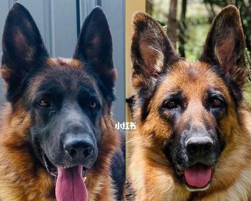 养狗需要满足的条件及要求（了解澳洲养狗的必备知识）