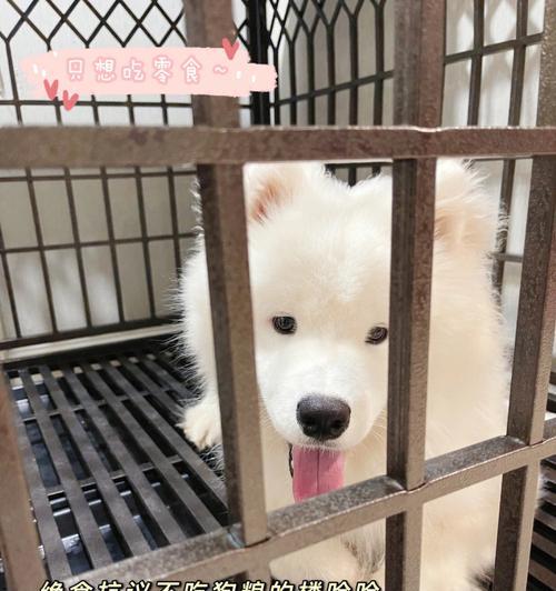 揭示以狗绝食意味着什么的奥秘（了解狗绝食行为的原因及其对健康的影响）