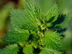 荨麻疹中医怎么治？3种方法+辨证要点科学用