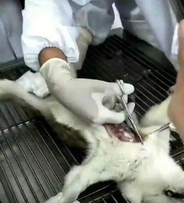 保护狗的声带，注意这些关键要点（以狗割好声带的注意事项及指南）