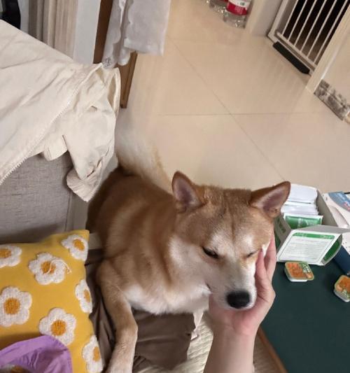 狗狗爬着走，探索生命的奇迹（狗狗爬着走，与坚持和勇气同行）