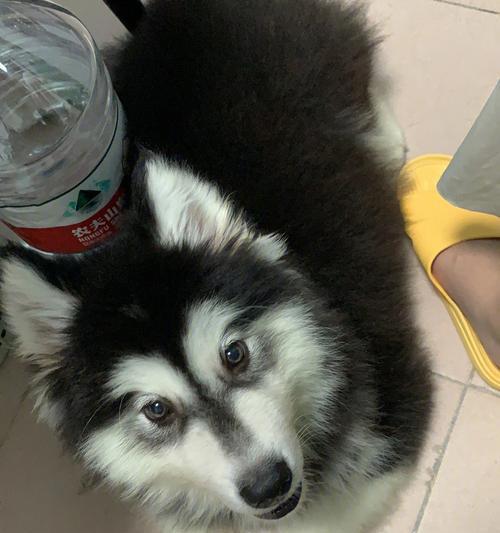 阿拉斯加为何长期有咳嗽问题（探寻阿拉斯加咳嗽问题的原因与解决方案）