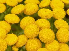 菊花养生指南：传统功效+现代证据，教你正确用菊花保健