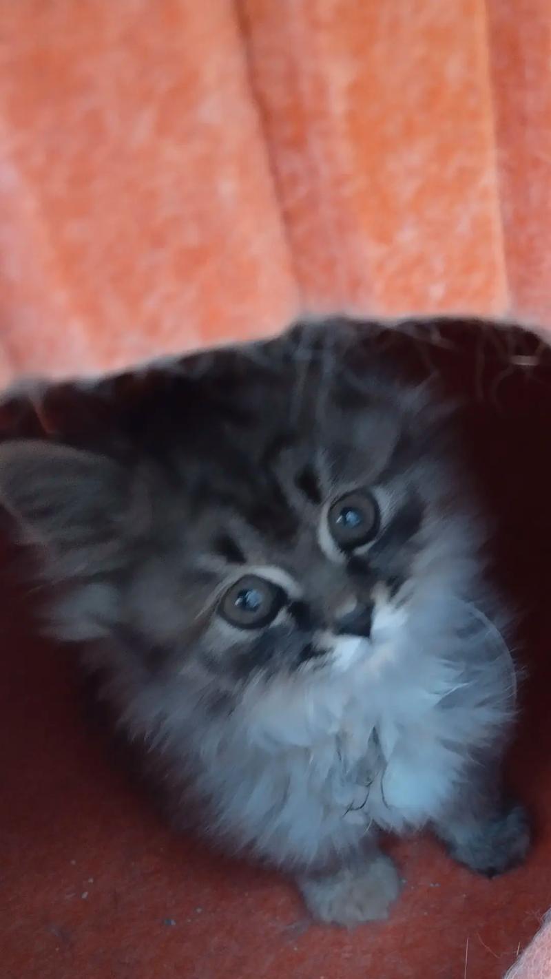 小猫逃离的冒险（追寻自由的小猫之旅）