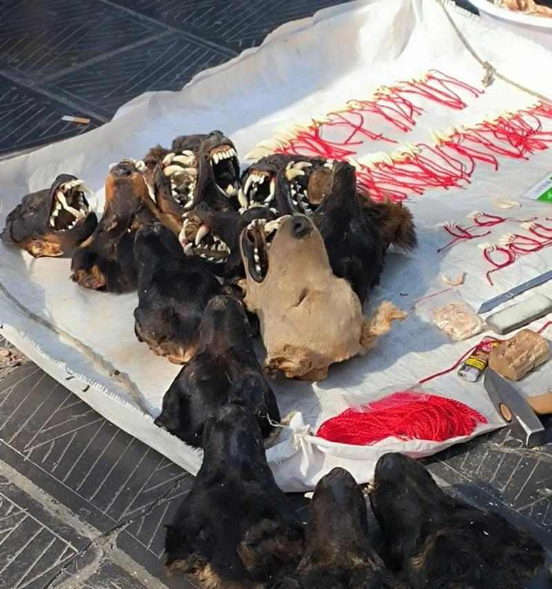 以黑色狗辟邪的神奇力量（黑色狗辟邪的庇佑与保护）