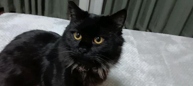 小猫大叫的原因（探究小猫为何大声叫喊）