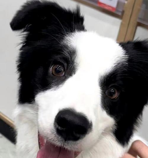 边境牧羊犬幼犬易得的疾病（了解边境牧羊犬幼犬常见疾病及预防措施）