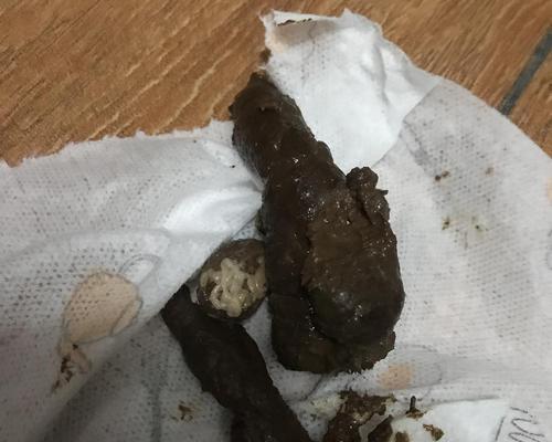 猫的粪便特征及其健康指标（探究猫的排便习惯和健康状况，了解什么是正常的猫粪便）