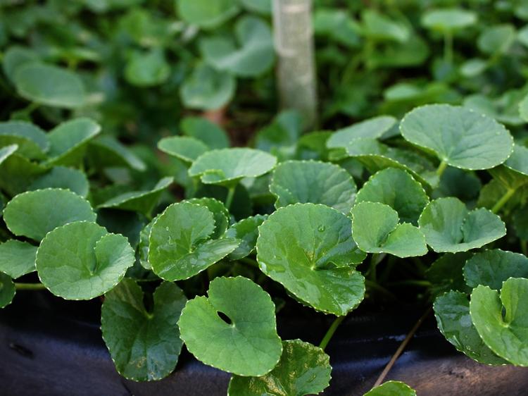 积雪草治跌打损伤?认清功效禁忌,避开用药误区 积雪草治跌打损伤?认清功效禁忌,避开用药误区
