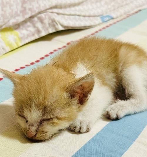 刚满月的小猫能吃什么？（小猫健康成长所需食物与饮食习惯）