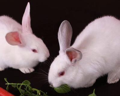 探寻肉兔的多彩世界（以肉兔的颜色为切入点，揭开它们独特的魅力）