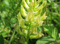 五种常见药材泡水：功效、禁忌与科学饮用指南