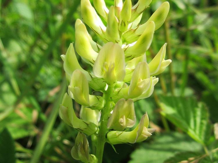 五种常见药材泡水：功效、禁忌与科学饮用指南