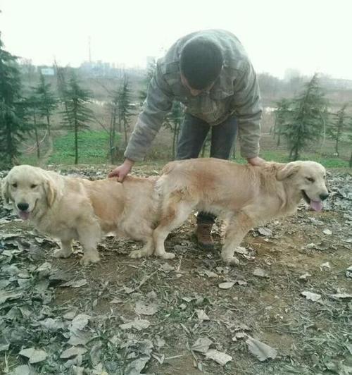 以金毛配种的危害及保护措施（金毛配种的后果与预防方法）