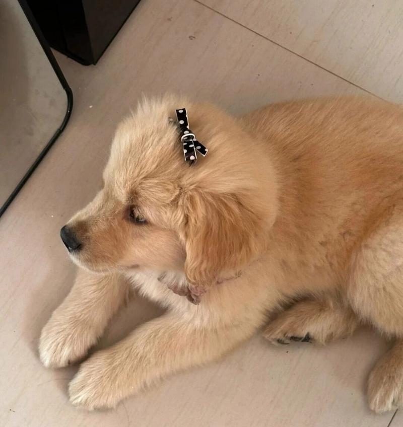 金毛幼犬六个月的成长和特点（一只可爱的金毛幼犬如何在六个月内成长为独立和聪明的宠物）