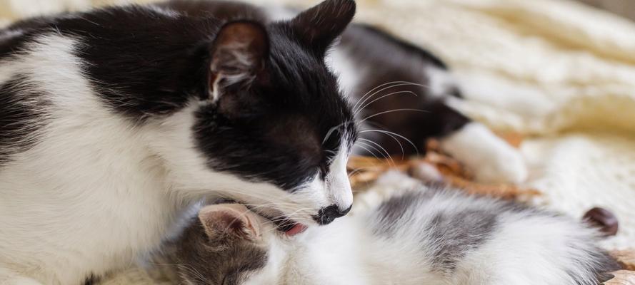 揭秘猫咪舔人的原因（为什么猫咪喜欢舔你？）