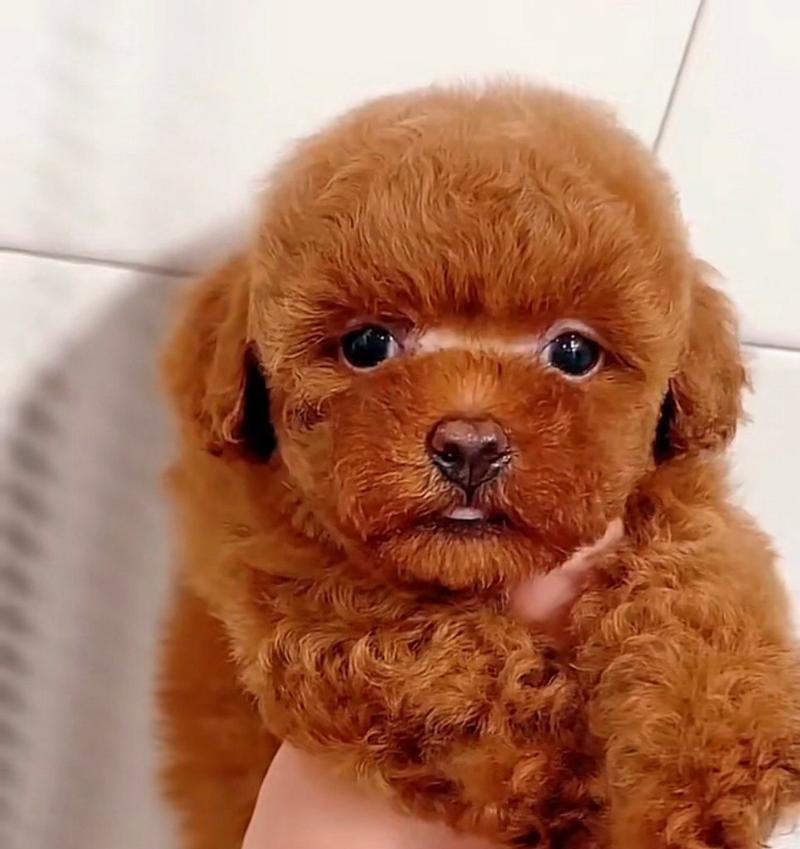 泰迪狗的颜色和价格（泰迪狗的颜色对价格的影响以及最贵品种的关键特征）