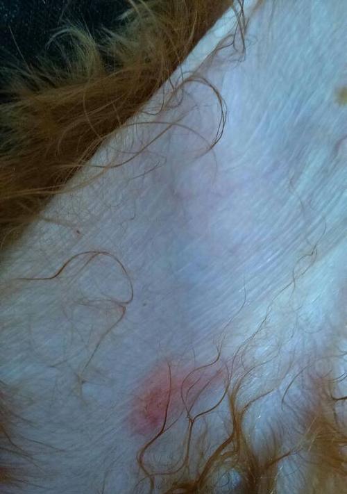 狗身上的螨虫是什么样的？（详解螨虫在狗身上的外貌特征及相关信息）