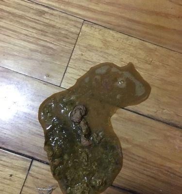 萨摩小狗拉稀治疗方法（掌握正确的药物喂养，让萨摩小狗早日康复）